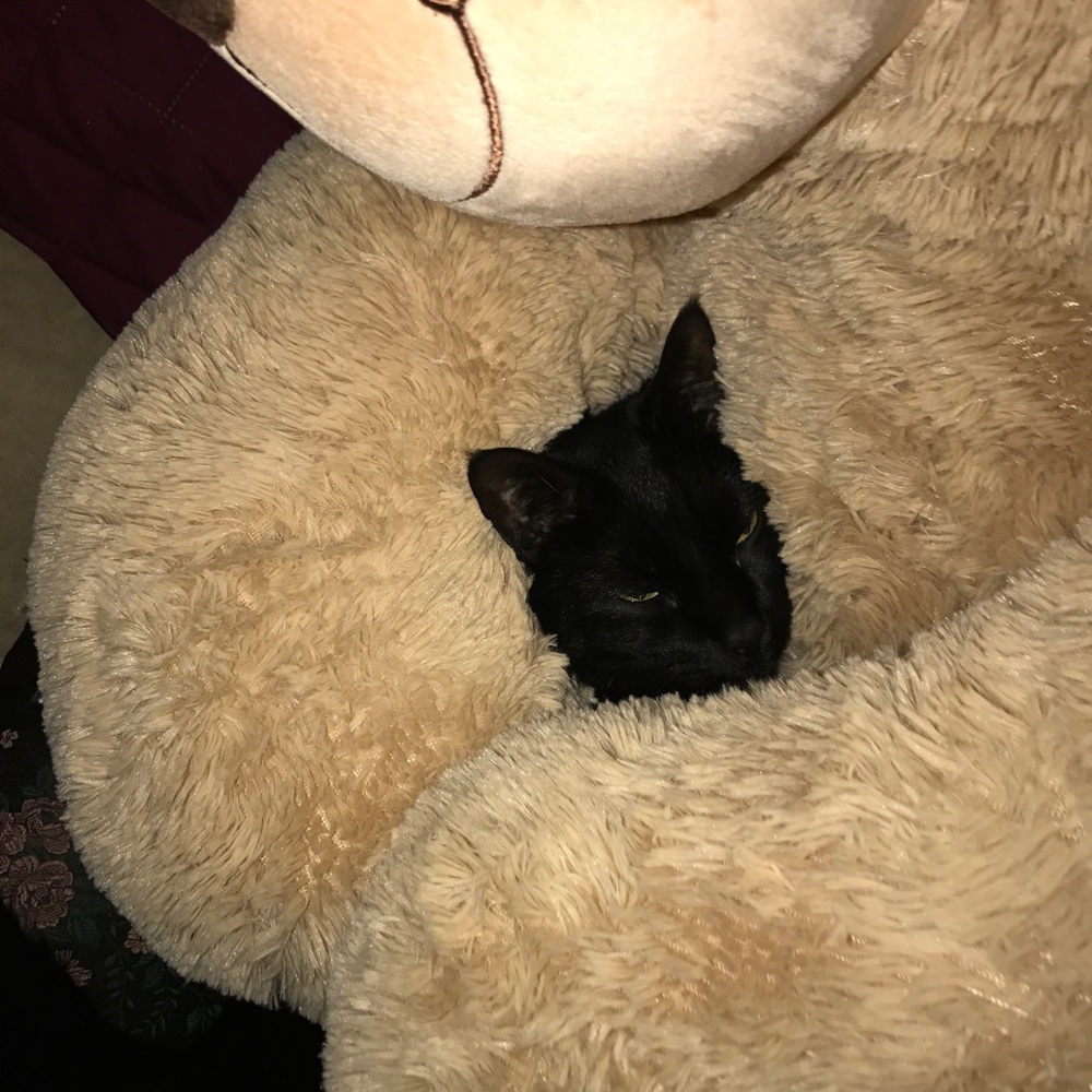 Meet your Posher, Vanessa